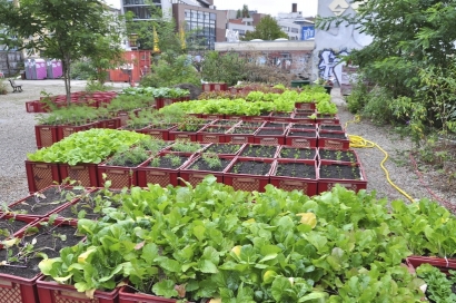 Pěstování zeleniny v přepravkách
